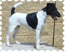 Triplefun  - Jack Russell and Smooth Fox Terrier  Breeder - Central NSW
