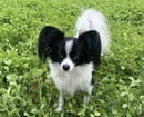 Papluvn Papillons