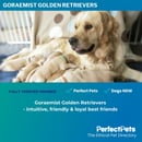  Golden Retrievers- SouthWest Victoria
