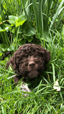 ATHELAS LAGOTTO -  ACT / NSW
