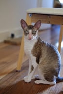 ScillyRex - Cornish Rex breeder NSW