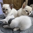 Roana, M and R Tonkinese and Siamese