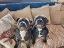 Rubee-Blu Staffords - Staffordshire Bull Terrier Breeder