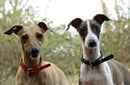 Strelka Kennels - Italian Greyhound Breeder - QLD