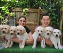 Shogunlabs - Labrador Retriever breeders - Cairns, QLD