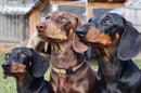 DACHEARTS Mini Smooth Dachshunds, Brisbane Southside
