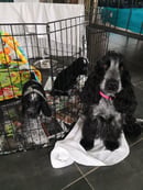 TOBLEROAN Cocker Spaniels