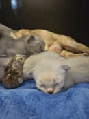 Devinepurr Burmese, Coffs Harbour NSW
