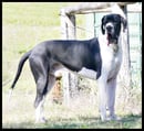 Aquadane Great Danes of Australia