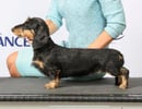 Kizatri Dachshunds