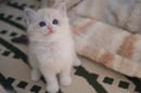 DOLCHINDOLLS - Ragdoll Cat Breeder - PERTH WA