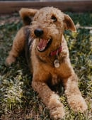 Avishaire Airedale Terriers