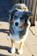 Amalee Park Pedigree BORDER COLLIES 