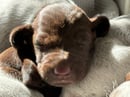 Copestaag German Shorthaired Pointers