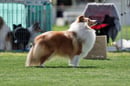 Lizneb Shetland Sheepdogs