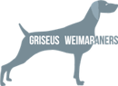 Griseus Kennels - Weimaraner Breeder - Sydney, NSW