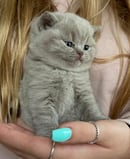 Lynx British Shorthair