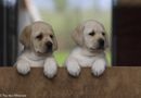 Eraky Labradors - Southern Highlands, NSW