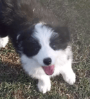 DARJOBA Kennels - Border Collie and Shetland Sheepdog Breeder, Qld