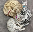 Larmagic Bengals - Lockyer Valley, QLD