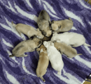 Chazaras Chihuahuas