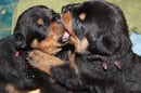 Jahwohl Rottweilers