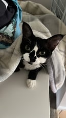 Devon Heaven Cattery