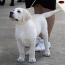 Woodsview Labradors
