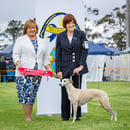 Whippawill Whippets