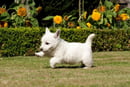 Westie breeder