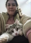 MOGGIETOWN Siberians and Maine Coons