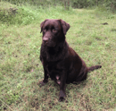 Galgababa Labradors, Queensland