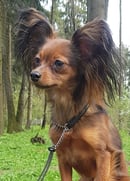 Luxurytoypaw - Russian Toy Long and Short Coat