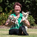 Primochi Chihuahuas