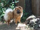 Malaboo - Chow Chow Breeder - Brisbane, QLD