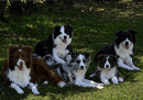 Alleeway Border Collies
