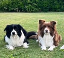 Alleeway Border Collies