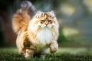 Silvestris Siberians - Breeders of Traditional Siberian Cats