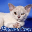 Bajimbi Cats - Burmese, Oriental, & Siamese Cat Breeder - Sydney, NSW