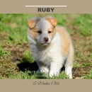 Rivermaid Border Collies 