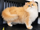 Breeder for Blue/Golden British Shorthair/Longhair Kittens 