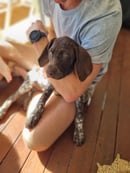 Pointadore German Shorthaired Pointers