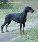 Belafir - Dobermann Breeder - Brisbane, QLD