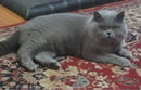BEEZKNEEZ BRITISH SHORTHAIRS