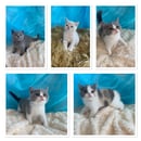 BarbieKatz British Shorthair Cats