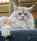Cooncove Maine Coons