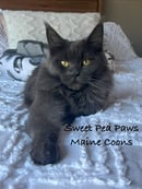 Sweet Pea Paws Maine coons
