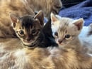 Hutcreek Bengals Victoria 