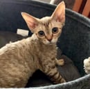 Manis Devon Rex
