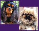 Edenridge Cavaliers & Tibetan Spaniels 